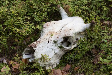 Doğada yeşil çimenlikteki inek kafatası kapanıyor. Ölüm ve yaşam konsepti