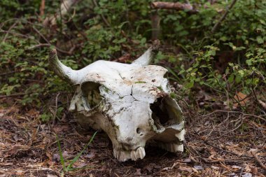 Doğada yeşil çimenlikteki inek kafatası. Ölüm ve yaşam konsepti