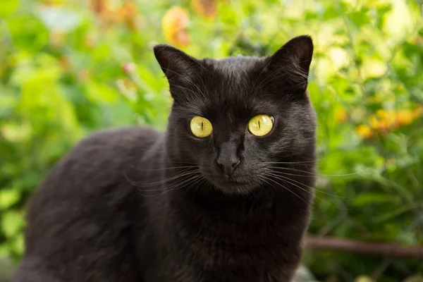 Гарний Портрет Чорної Кішки Жовтими Очима Уважний Вигляд Весняній Природі — стокове фото