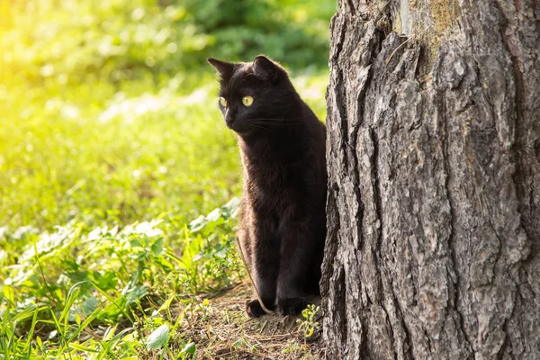 春の森の中の緑の草の中のボンベイ黒猫 — ストック写真