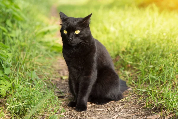 Bombay Zwarte Serieuze Kat Met Gele Ogen Zit Buiten Groen — Stockfoto