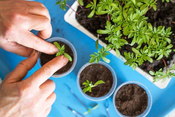 Plantules Plantées Main Plantes Dans Des Pots Plastique Avec Terre — Photo