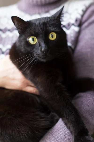 Cute Czarny Kot Portret Żółtymi Oczami Rękach Właściciela — Zdjęcie stockowe