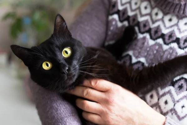 Sahibinin ellerinde sarı gözlü siyah kedi portresi