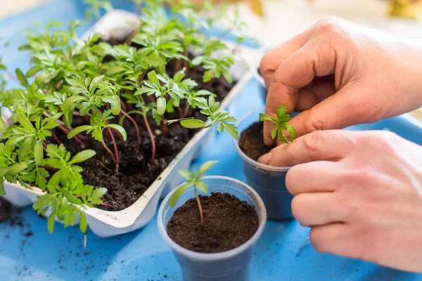 Semis Plantes Intérieur Germes Semis Dans Des Pots Avec Terre — Photo