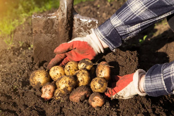 Farmer hands harvesting organic potatoes harvest in garden