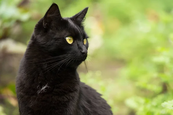 漂亮的孟买黑猫肖像画 黄眼睛 眼神专注 自然与复制空间紧密相连 — 图库照片