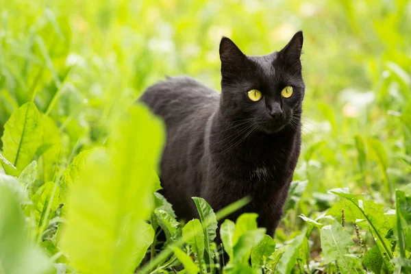 Güzel Bombay Kara Kedisi Sarı Gözlü Yeşil Çimlerde Özenli Bakışlı — Stok fotoğraf