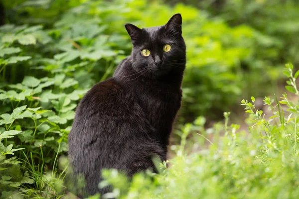 黄色の目をした美しいボンベイ黒猫は庭の緑の芝生に座っています — ストック写真