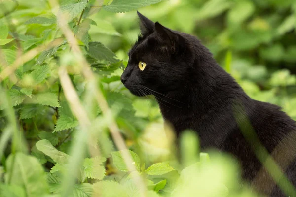 Krásná Pozorná Bombajová Černá Kočka Portrét Profilu Žlutýma Očima Zblízka — Stock fotografie