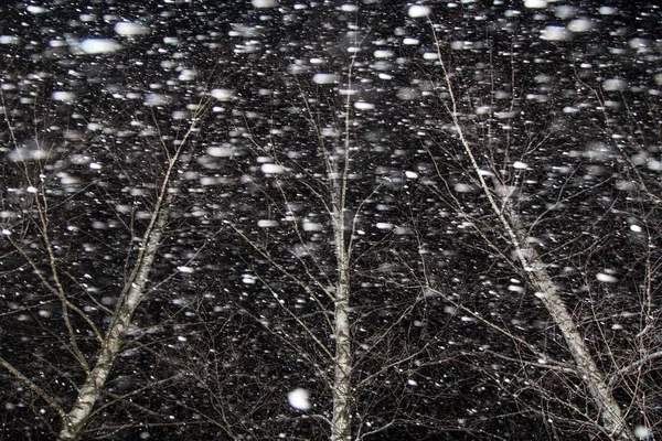 Blizzard, snowfall with wind. Snowy winter night. Trees, snow falling, bad weather