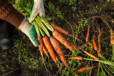 Bahçede havuç tutan eldivenli çiftçi elleri