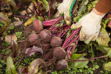 Çiftçi elleri bahçede organik pancar hasadı topluyor.