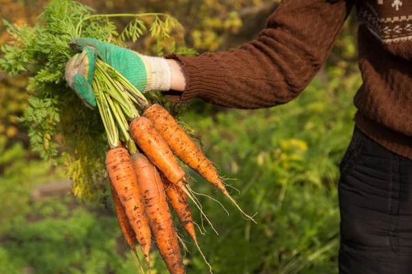 庭で有機ニンジンを収穫する農家の手 — ストック写真