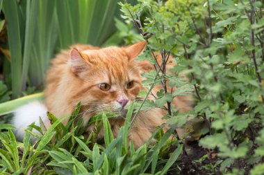 Güzel kırmızı turuncu kedi yeşil çimenlerde ve bahçede yatıyor.