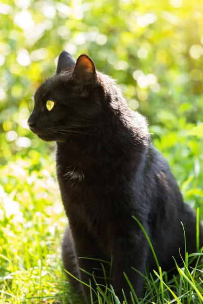 Ritratto Gatto Nero Profilo Con Occhi Gialli Erba Verde Natura — Foto Stock