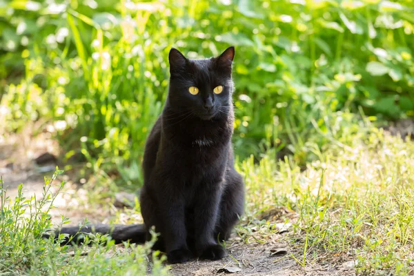 黄色の目と気配りの外観を持つ黒猫は 春に自然の中で屋外に座っている — ストック写真