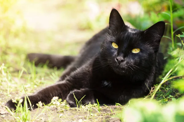 Sarı gözlü ve özenli bakışlı güzel Bombay siyah kedi portresi bahar bahçesinde güneş ışığında yatıyor.