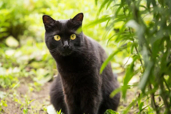 黄色の目と春の自然の中で緑の芝生の中で気配りの外観と美しいボンベイ黒猫の肖像画 — ストック写真