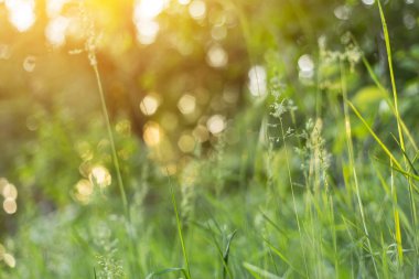 Soyut Doğa bulanık arkaplan, bokeh. Sarı güneş ışığında yeşil çimenler yakın