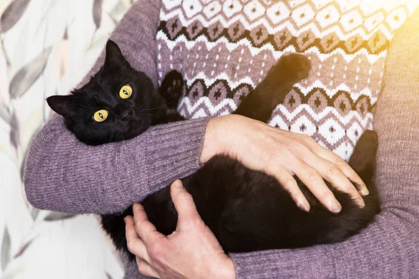 Beautiful Bombay Black Cat Yellow Eyes Owner Hands Sunlight — 스톡 사진