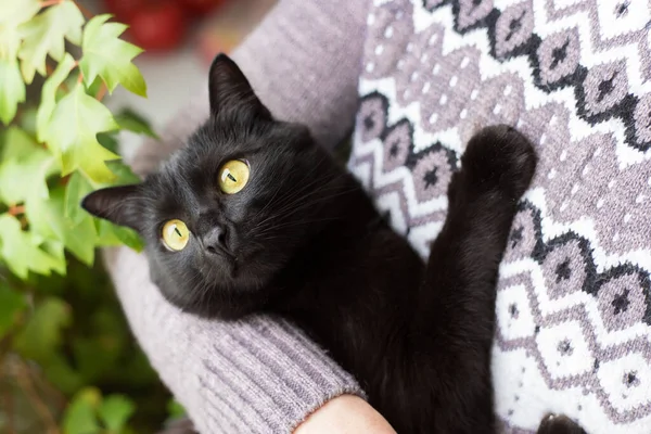 Bombay Czarny Kot Portret Żółtymi Oczami Rękach Właściciela Zbliżenie — Zdjęcie stockowe