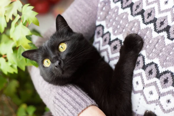 Bombay siyah kedi portresi, sahibinin ellerinde sarı gözler.