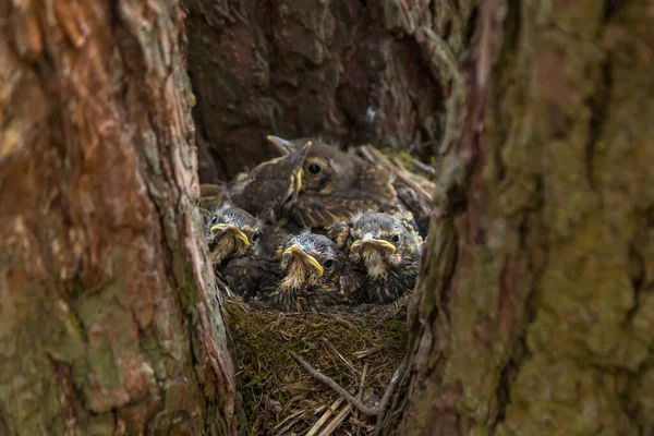 Lustige Ernste Vogelbabys Chiks Einem Nest Auf Einem Baum Wald — Stockfoto