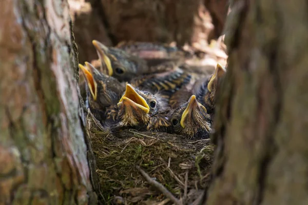 Éhes Csibék Nyitott Sárga Csőrű Kismadarak Tavasszal Egy Fafészekben — Stock Fotó