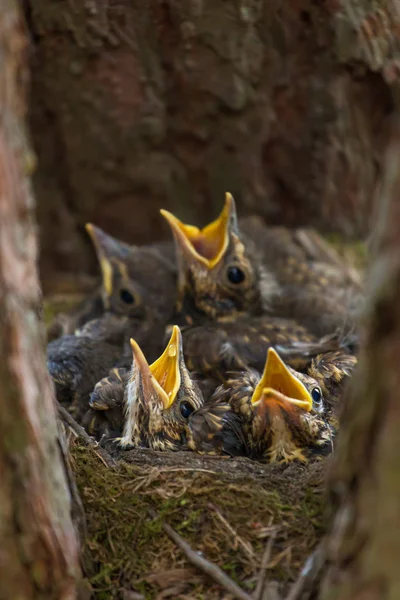 Vier Hungrige Küken Jungvögel Mit Offenen Gelben Schnäbeln Einem Nest — Stockfoto
