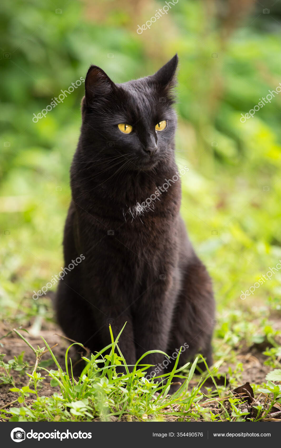 Chubby Black Bombay Cat Fat Black Bombay Cat Stock Photo