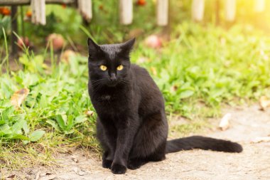 Sarı gözlü ve özenli bakışlı kara kedi güneş ışığında bahçede oturur.