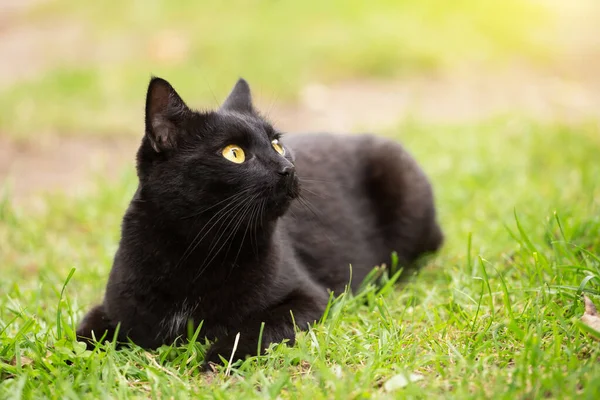 黄色の目と丁寧な表情を持つ美しいボンベイ黒猫の肖像画は 自然の春の草の中にあります 右側のコピースペースを見ると — ストック写真