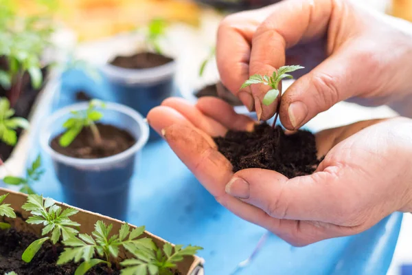 Semis Plantation Plantes Intérieur Germes Semis Dans Des Pots Avec — Photo