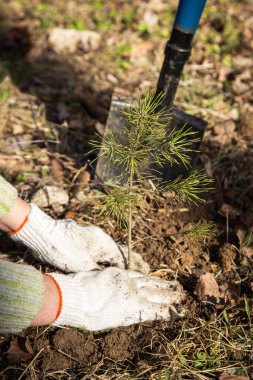 Eldivenli yakın çekim elleri baharda genç çam ağacı toprağını dikiyor.