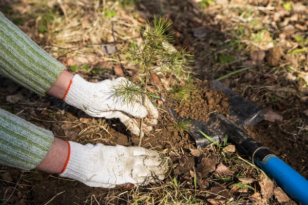 Hands in gloves planting the young pine tree soil in spring