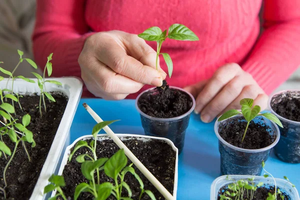 Mains Avec Peu Plantes Culture Ensemencement Transplantation Semis Plante Origine — Photo