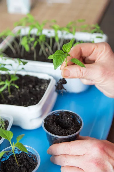 Mains Avec Peu Plantes Cultiver Semer Transplanter Des Semis Planter — Photo