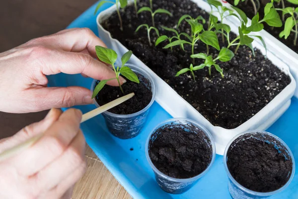 Closeup Handen Zaaien Planten Potten Zaailingen Kweken Huisplant Planten — Stockfoto