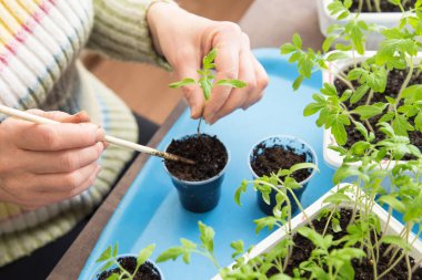 Kapalı çiftçi elleri evdeki tencerelere domates tohumları ekiyor. Tohum yetiştirme, organ nakli, ekme konsepti