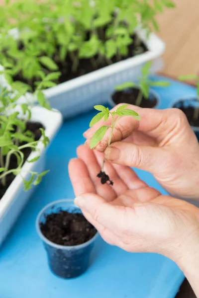 Mains Tenant Une Jeune Plante Cultiver Semer Planter Des Légumes — Photo