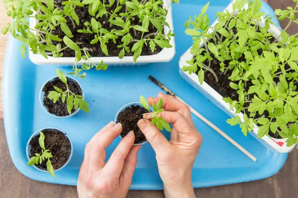 Mãos Fechadas Semeando Pequenas Plantas Tomate Vasos Casa Planta Cultivada — Fotografia de Stock