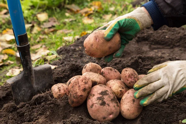 Bauernhände Ernten Bio Kartoffeln Bauerngarten — Stockfoto