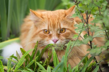 Yeşil çimlerde kırmızı kedi ve ilkbaharda bitkiler, yaz bahçesi. Portre yakın çekim
