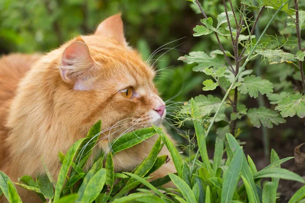 Red Cat Green Grass Plants Spring Summer Garden Portrait Profile — Stock Photo, Image