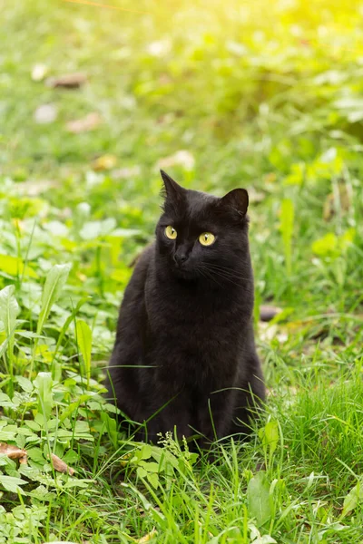 美丽的孟买黑猫肖像画 黄色的眼睛 在绿色的草地上凝视着大自然 — 图库照片