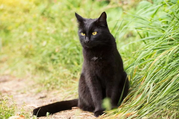 Gato Negro Con Ojos Amarillos Mirada Atenta Sienta Aire Libre — Foto de Stock