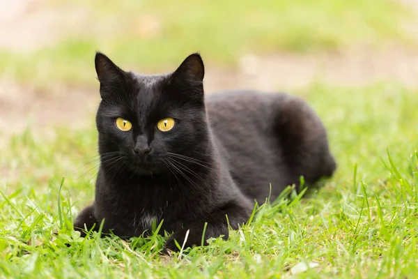 Bombay siyah kedi portresi, sarı gözlü ve özenli bakışlı bahar bahçesinde güneş ışığında çimlerin üzerinde yatıyor.
