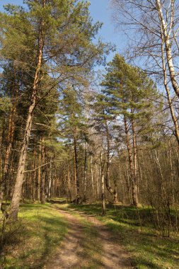 Güneş ışığında orman yolu, güneş. Yeşil çimenler ve mavi gökyüzü ile güzel bahar çam ağaçları ormanı