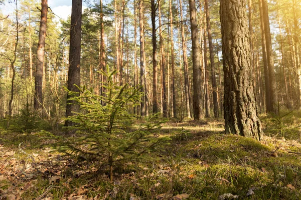 Piękny Wiosenny Letni Las Zielonym Mchem Błękitnym Niebem Mała Jodła — Zdjęcie stockowe